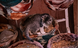 squelette d'un animal